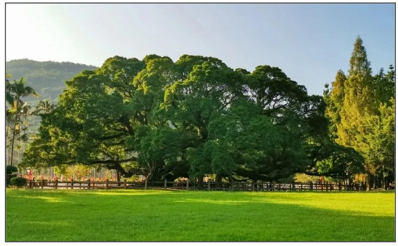 閩都文化一期丨誰說獨(dú)木不成林？